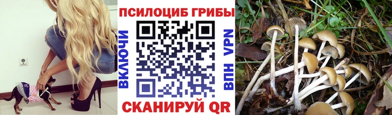 Купить где  Каргат  Галлюциногенные грибы Psilocybine cubensis 